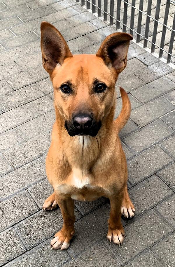 SIMBA SIMPATICO LUPETTO Foto 7